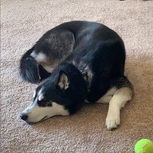 Meet your Posher, Jayde